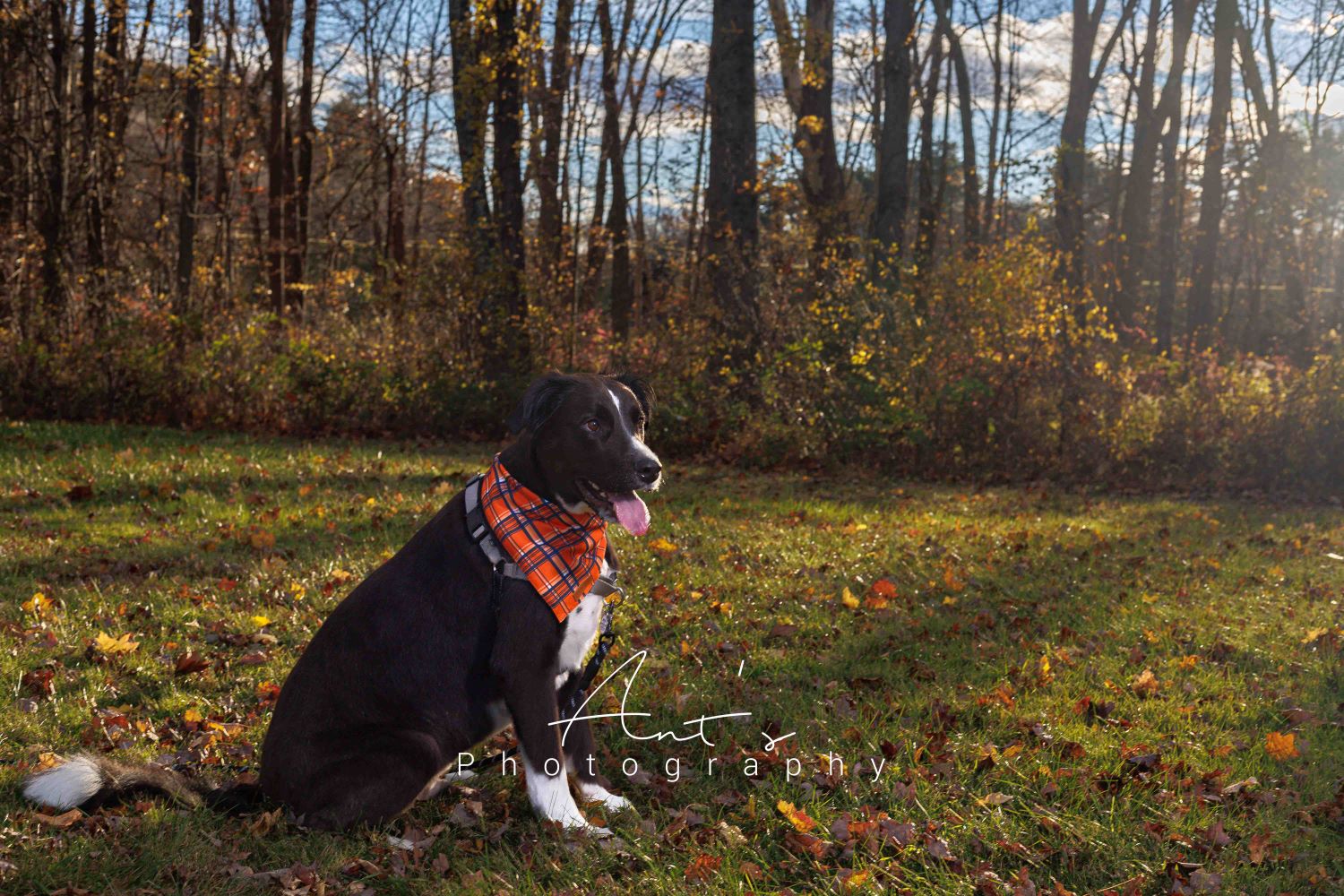 Portrait and session photography